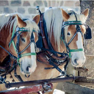Horse-Training