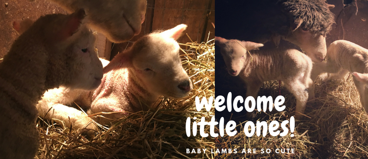 #pettingzoo #lambs #farmingOntario