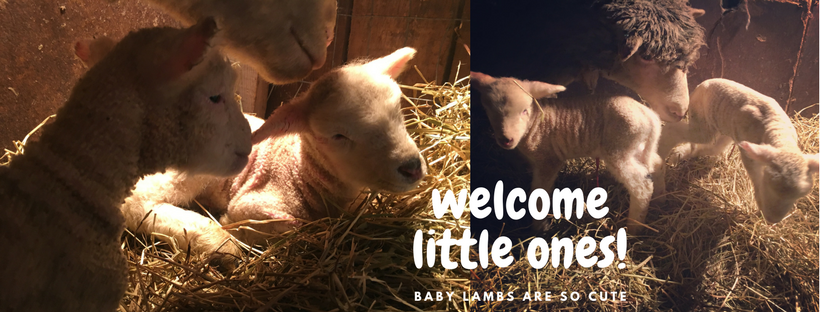 #pettingzoo #lambs #farmingOntario